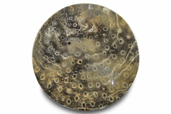 Polished Fossil Rugose Coral Slab - Morocco #276091